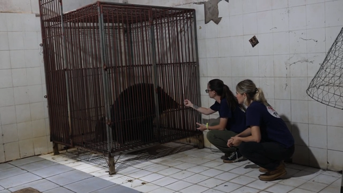 A bear's life - How an endangered species found the promise land - ảnh 3