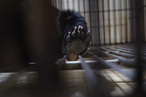 A bear's life - How an endangered species found the promise land - ảnh 7