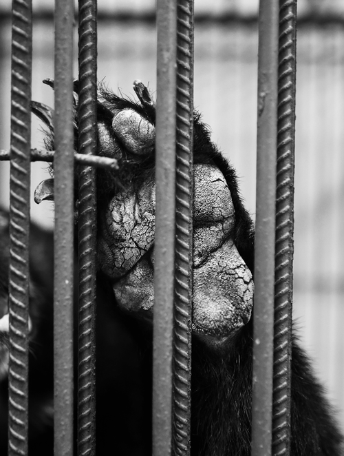 A bear's life - How an endangered species found the promise land - ảnh 9