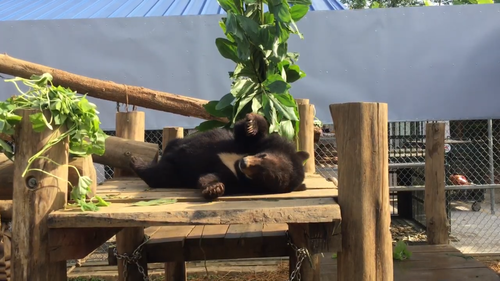 A bear's life - How an endangered species found the promise land - ảnh 10