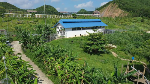 A bear's life - How an endangered species found the promise land - ảnh 8