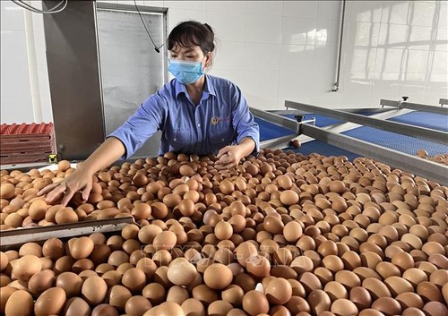 Vietnam-Singapore trade hits record high in 2024 - ảnh 1