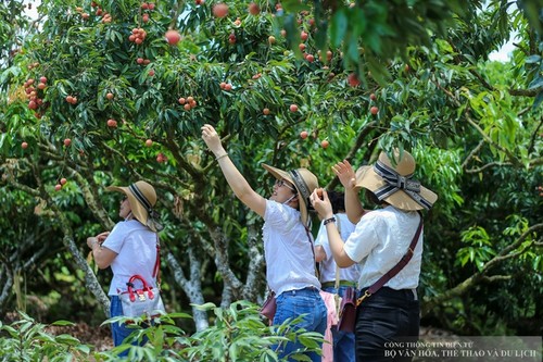 Renowned Luc Ngan lychees to take center stage in summer tourism program - ảnh 1