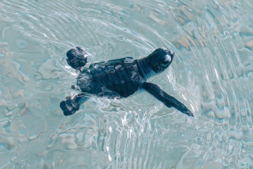 Con Dao National Park limits tourist number for sea turtle watching  - ảnh 1