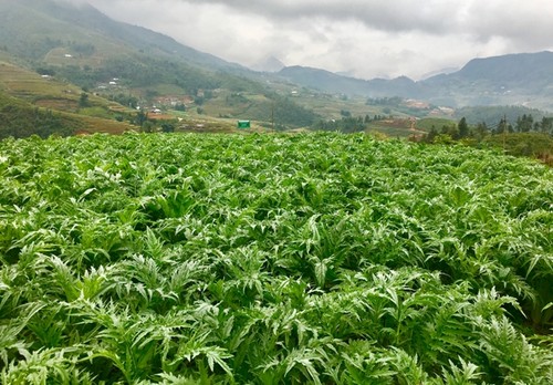 Saudara Do Tien Si- Orang yang meninggalkan perkotaan datang ke daerah pegunungan untuk menggugah zona bahan farmasi - ảnh 1
