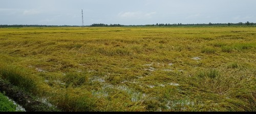 Efektivitas Penanaman Padi di Sawah Percontohan Besar di Kecamatan Phu Can, Provinsi Tra Vinh - ảnh 1