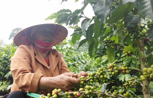 Tingkatkan Citra Merek  Kopi Son La - ảnh 2