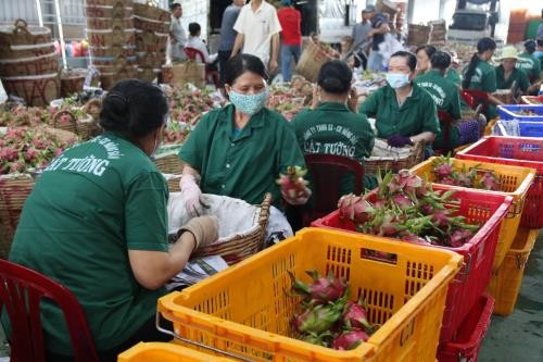 Exportaciones agrícolas, silvícolas y acuícolas suman más de 30 mil millones de dólares - ảnh 1