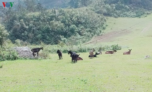 Mu Cang Chai tranquilo en invierno - ảnh 3