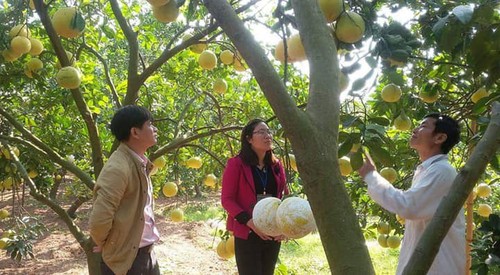 Nueva fisonomía en el campo vietnamita - ảnh 2