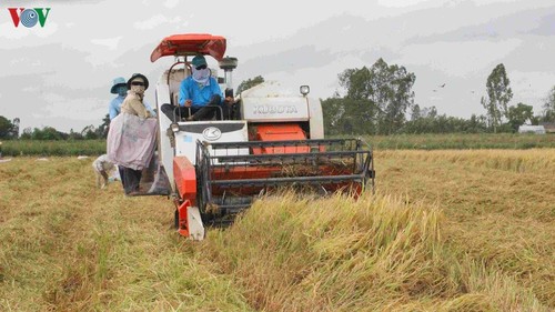 Delta del río Mekong empeñado en garantizar la seguridad alimentaria - ảnh 1