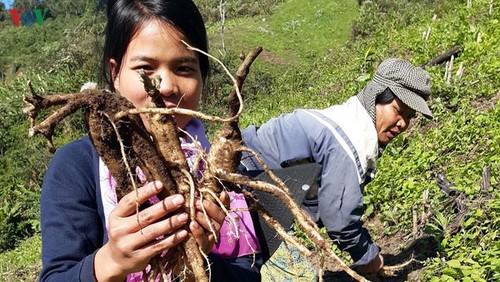 Impulsan distritos montañosos de Quang Nam el Programa “Cada comuna, un producto” - ảnh 1