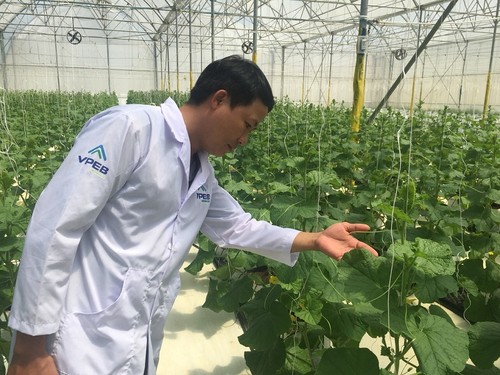 Binh Thuan busca impulsar la exportación de productos agrícolas - ảnh 2