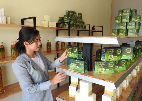 Ho Thi Kim Oanh contribuye a promover la marca de ginseng de Kon Tum - ảnh 1