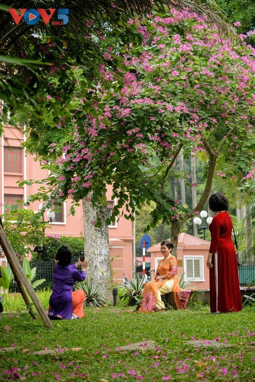 La flor de bauhinia florece temprano en Hanói - ảnh 11