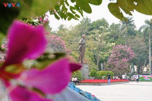 La flor de bauhinia florece temprano en Hanói - ảnh 13