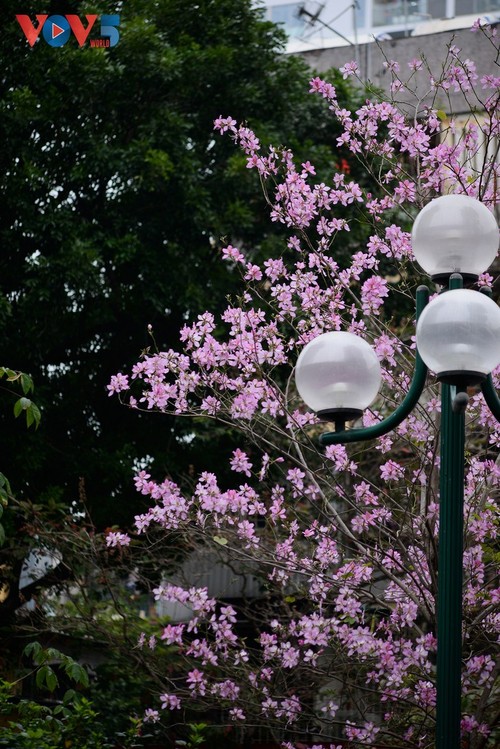 La flor de bauhinia florece temprano en Hanói - ảnh 8