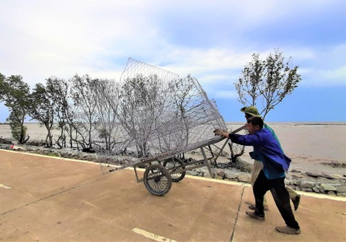 Nguyen Thanh Tuan, el guardián de los diques de Ca Mau - ảnh 2