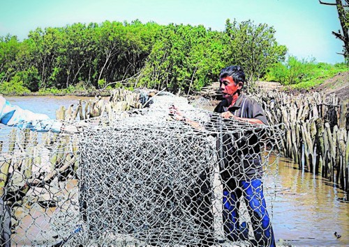 Nguyen Thanh Tuan, el guardián de los diques de Ca Mau - ảnh 1