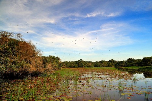 El bosque de cajeput de Tra Su - ảnh 10