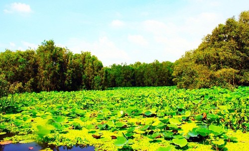 El bosque de cajeput de Tra Su - ảnh 4