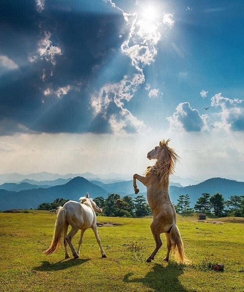 Caballos blancos en la colina de Khau Sao  - ảnh 10