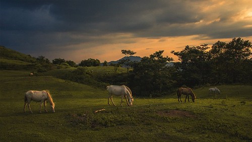 Caballos blancos en la colina de Khau Sao  - ảnh 11