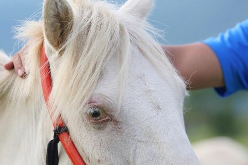 Caballos blancos en la colina de Khau Sao  - ảnh 5