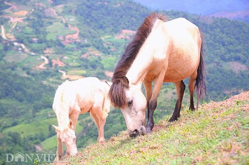 Caballos blancos en la colina de Khau Sao  - ảnh 7