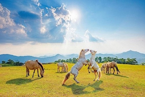 Caballos blancos en la colina de Khau Sao  - ảnh 9