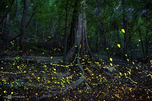 Cuc Phuong, el mejor parque nacional de Asia en 2021 - ảnh 14