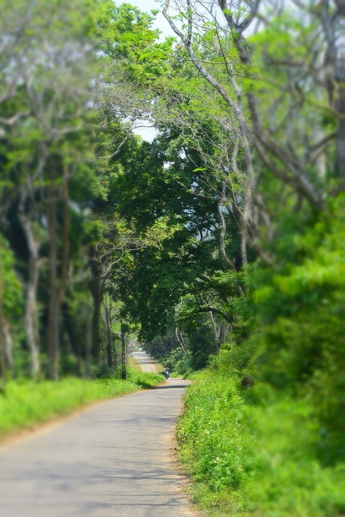 Cuc Phuong, el mejor parque nacional de Asia en 2021 - ảnh 4