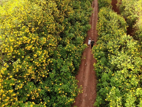 Da Lat entre los mejores destinos florales del mundo - ảnh 1