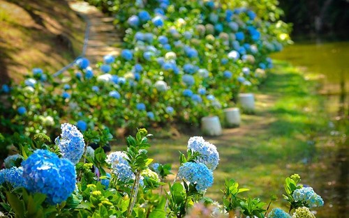 Da Lat entre los mejores destinos florales del mundo - ảnh 2