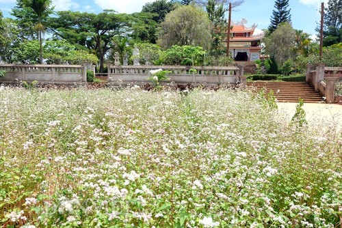 Da Lat entre los mejores destinos florales del mundo - ảnh 6