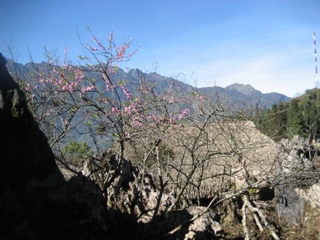 私が見たサパ（1） - ảnh 6