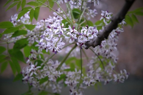 春の花にちなんだ歌 - ảnh 1