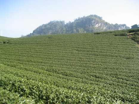 私が見たモクチャウ(2) - ảnh 8