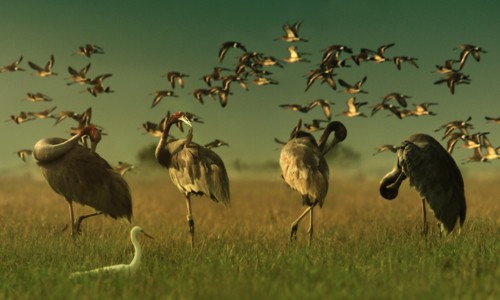 ベトナムの鶴（２） - ảnh 1