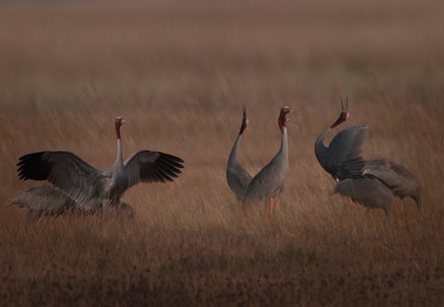 ベトナムの鶴（２） - ảnh 4