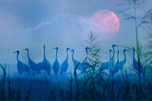 ベトナムの鶴（２） - ảnh 2