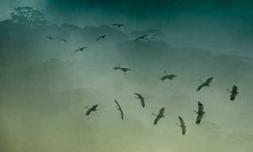 ベトナムの鶴（１） - ảnh 2