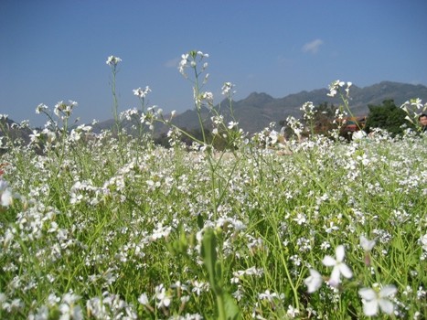 ベトナムの民謡と民謡をもとに作られた歌 - ảnh 1