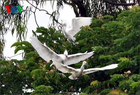 バンランコウノトリガーデン(1) - ảnh 5