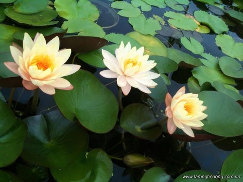 月や花、穏やかな風景を歌った歌 - ảnh 1