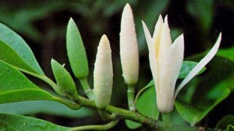 有名な花に関連した楽曲 - ảnh 1