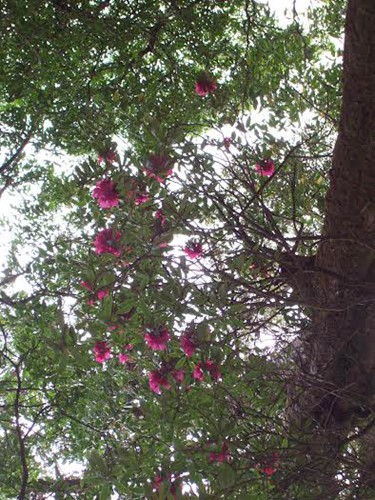 ホアンリェンソン国立公園のシャクナゲ - ảnh 3