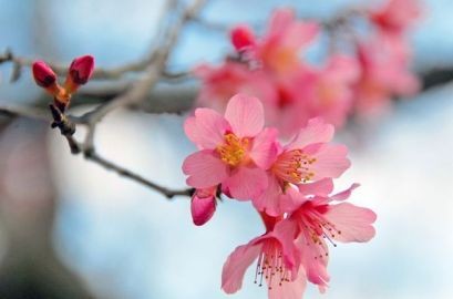 四季にちなんだ歌 - ảnh 1