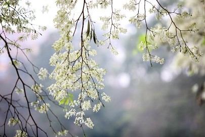 四季にちなんだ歌 - ảnh 2