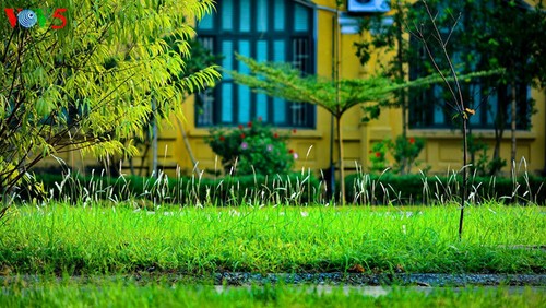 ハノイの花 - ảnh 12